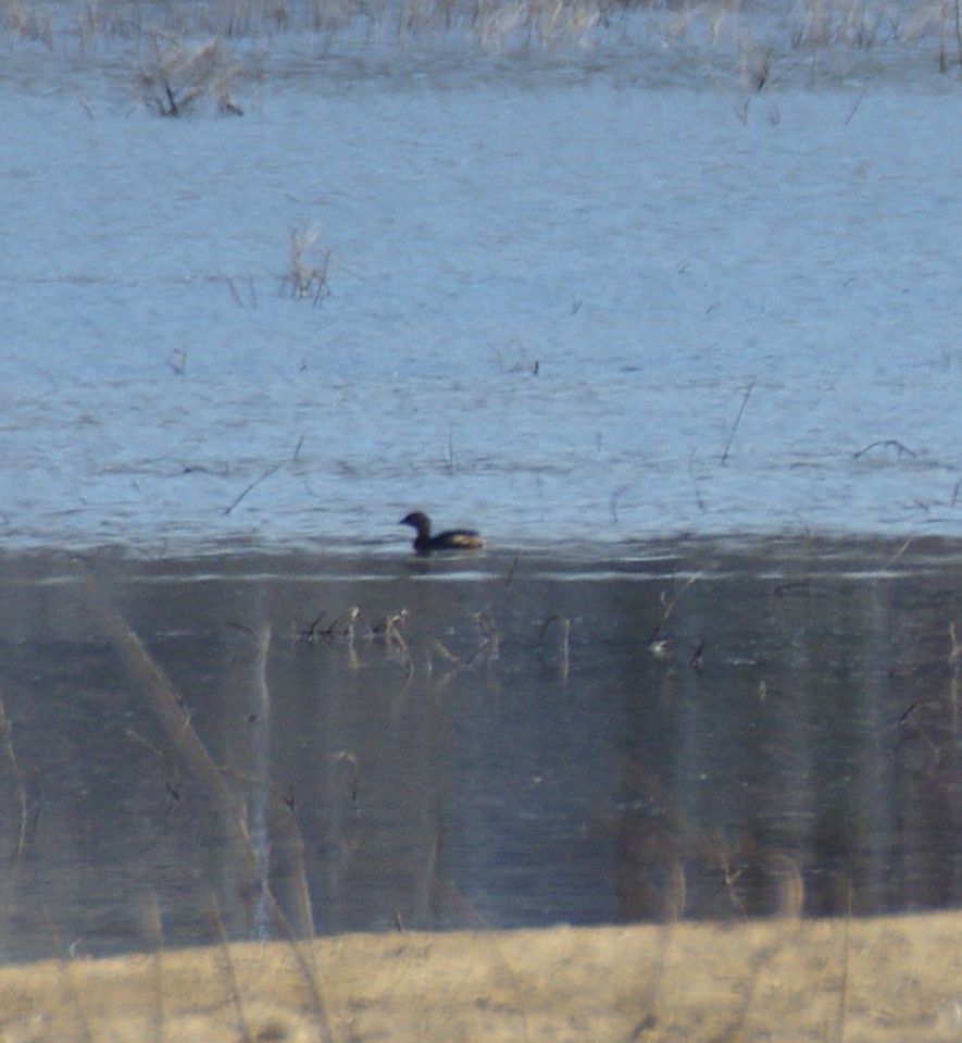 Pied-billed Grebe - ML628009391