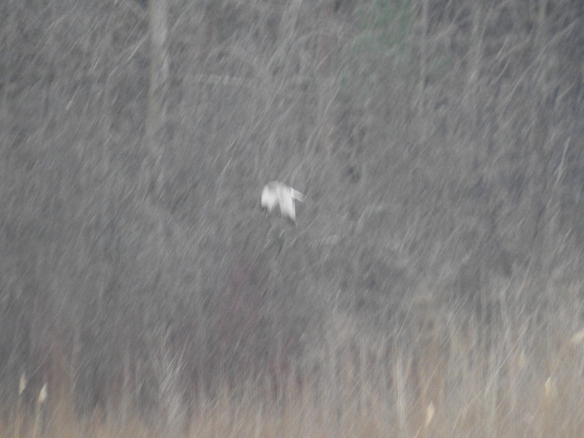Northern Harrier - ML628009464