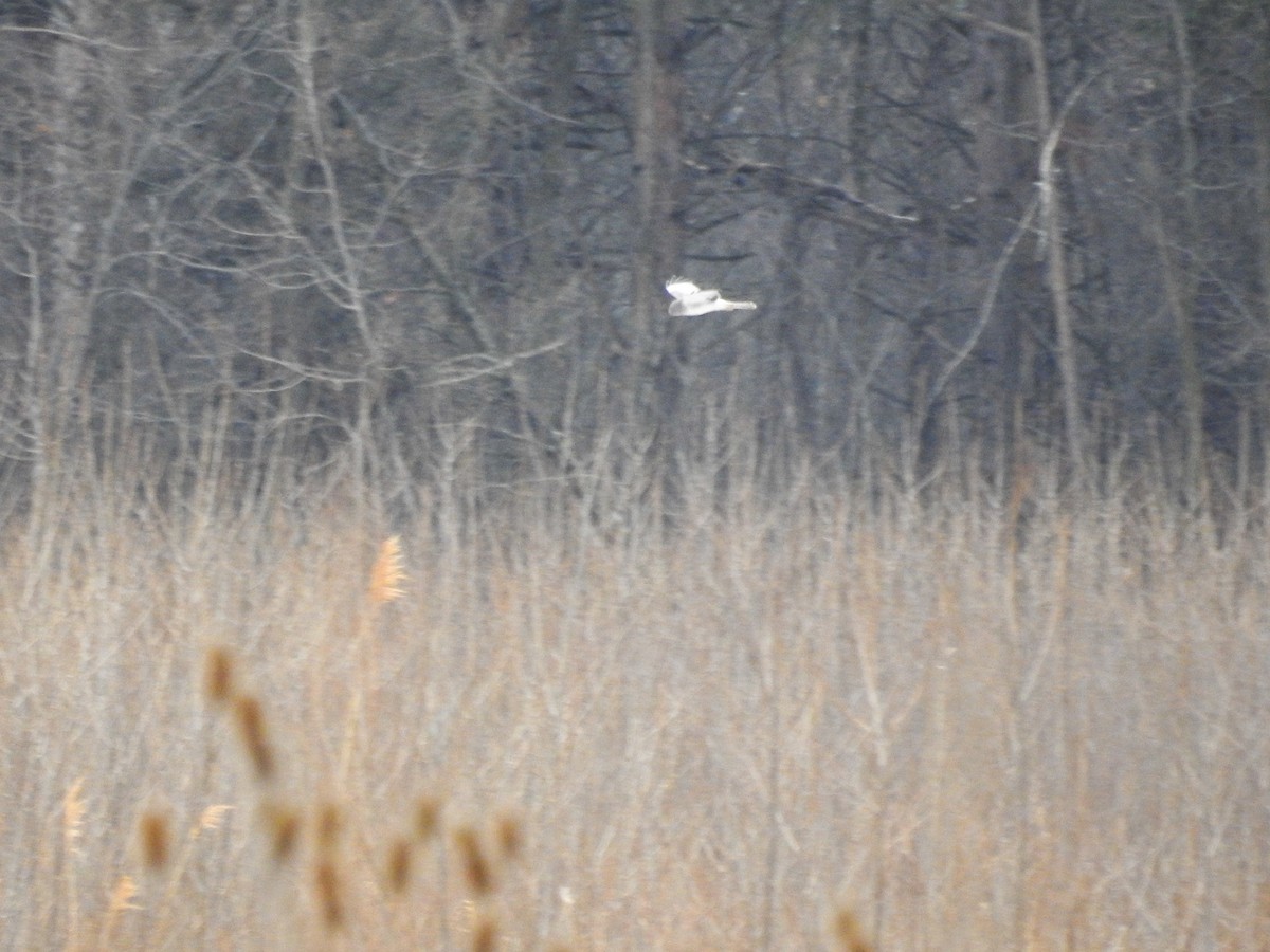 Northern Harrier - ML628009465