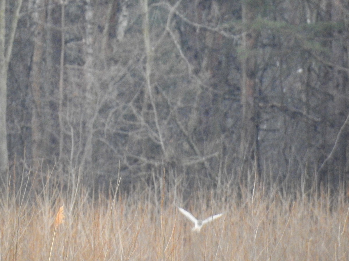 Northern Harrier - ML628009466