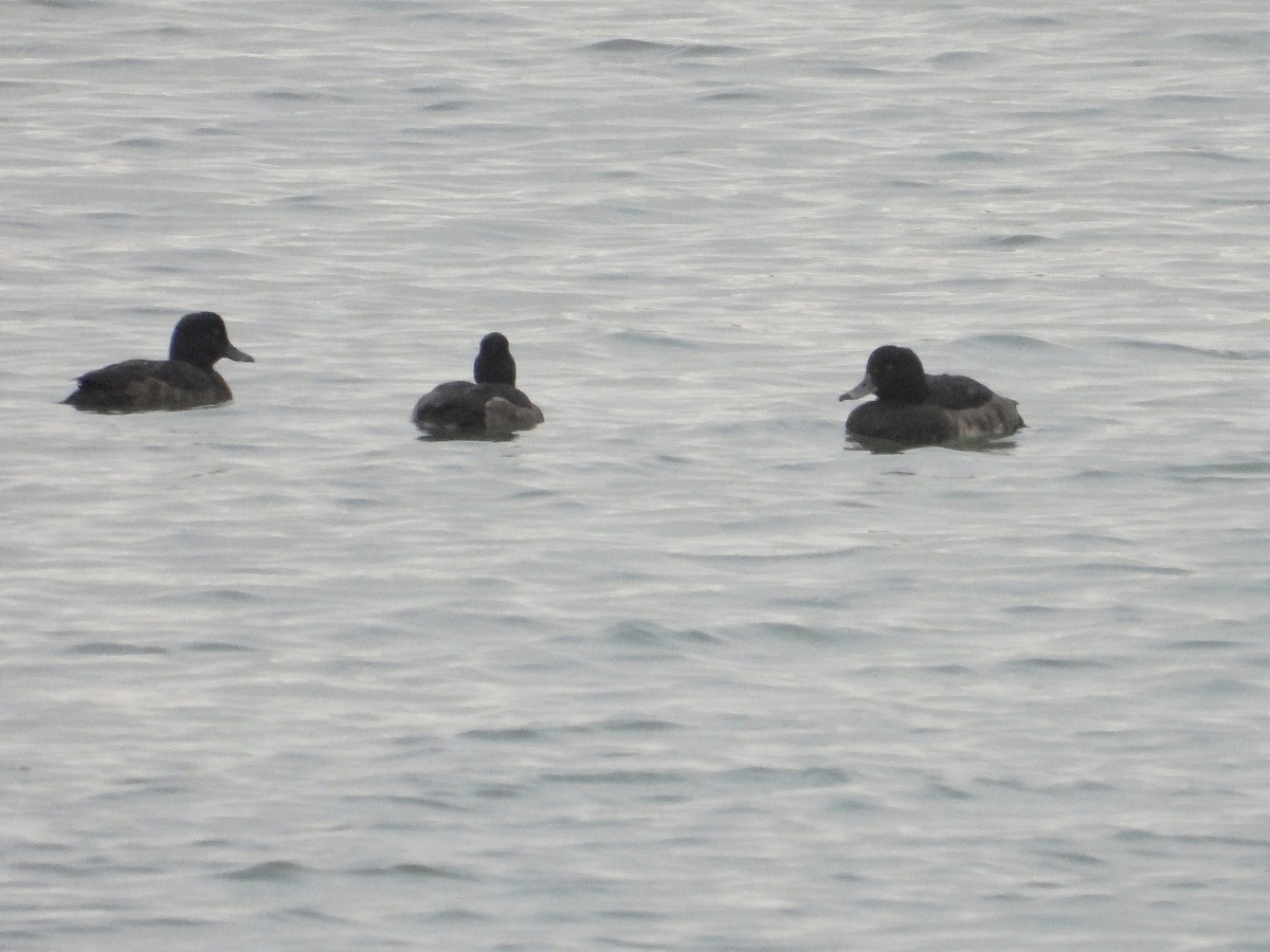 Tufted Duck - ML628009490