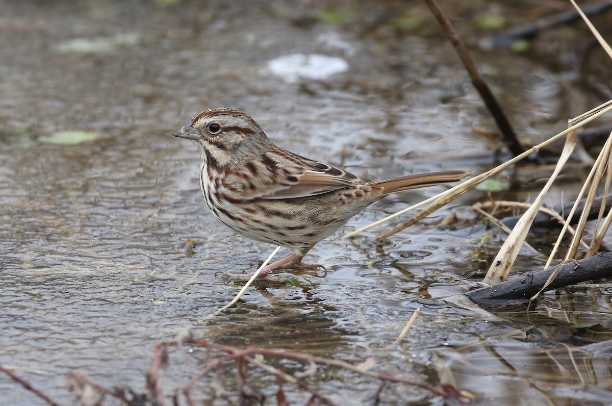 Song Sparrow - ML628009505