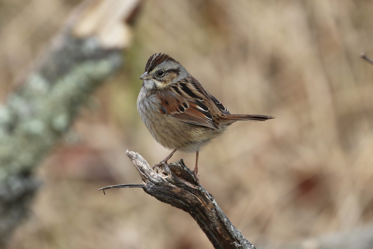 Swamp Sparrow - ML628009513