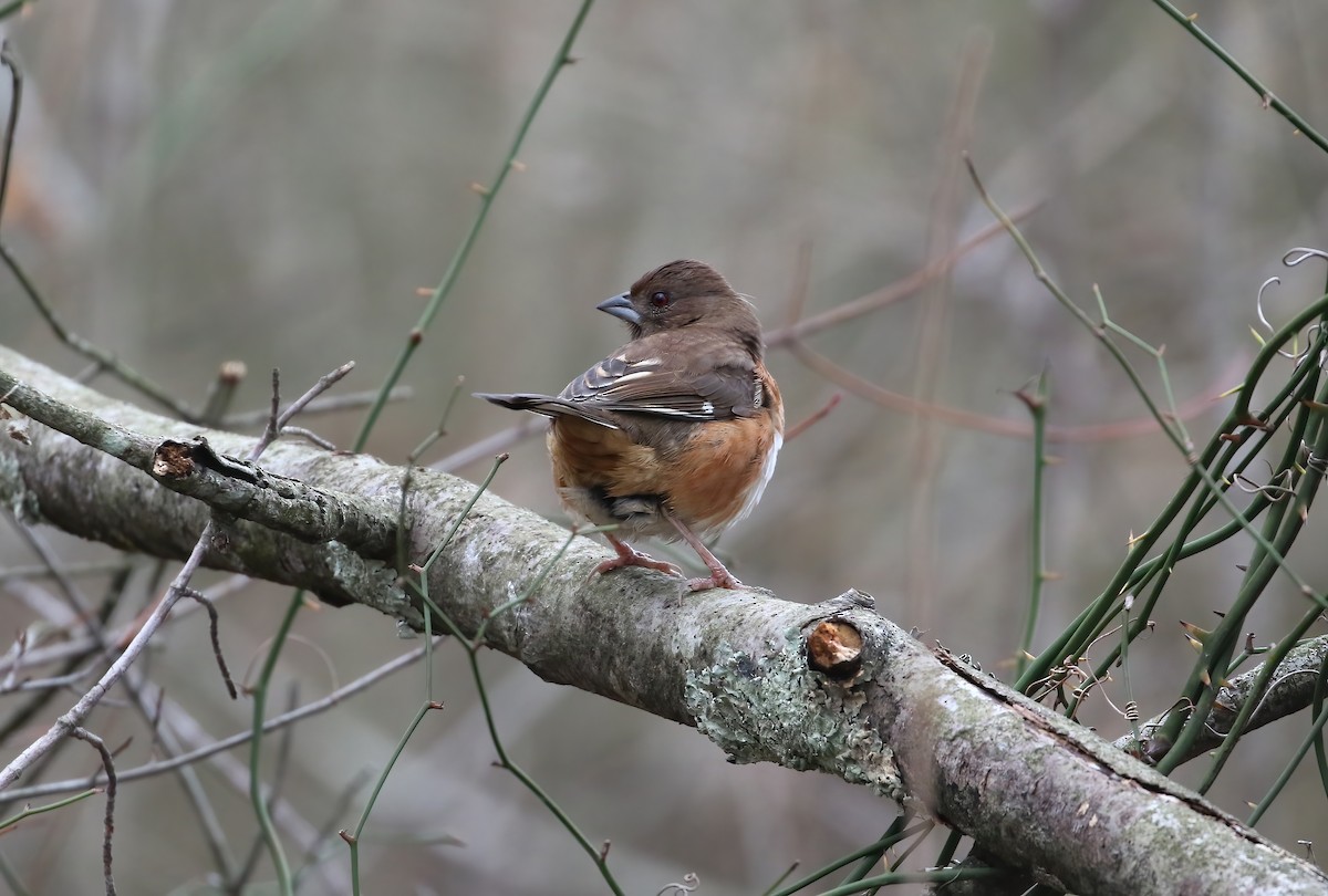 Eastern Towhee - ML628009516