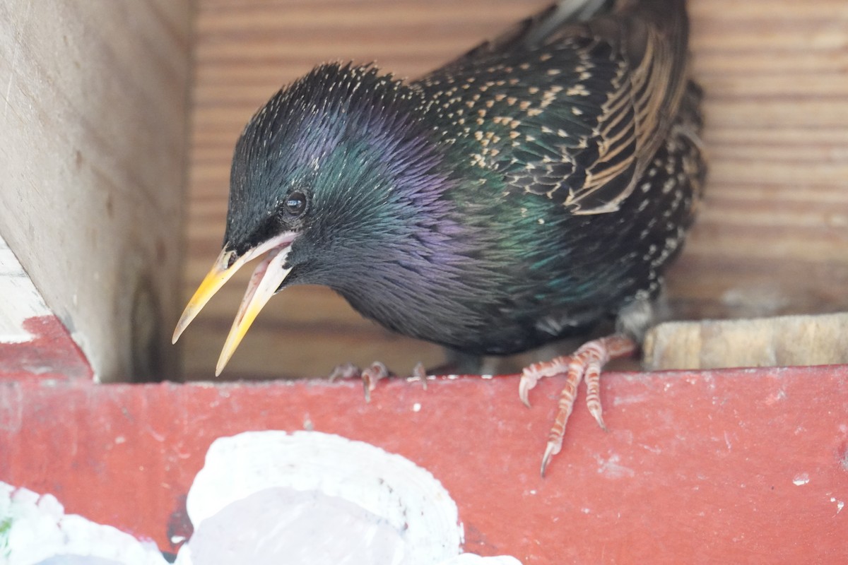 European Starling - ML628009529