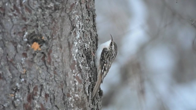 amerikatrekryper - ML628009541