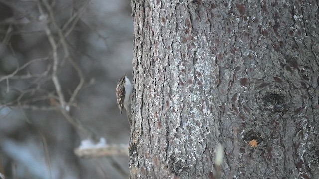 amerikatrekryper - ML628009557