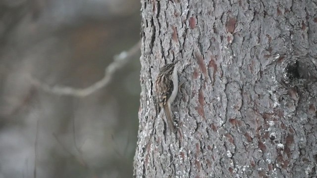 amerikatrekryper - ML628009567