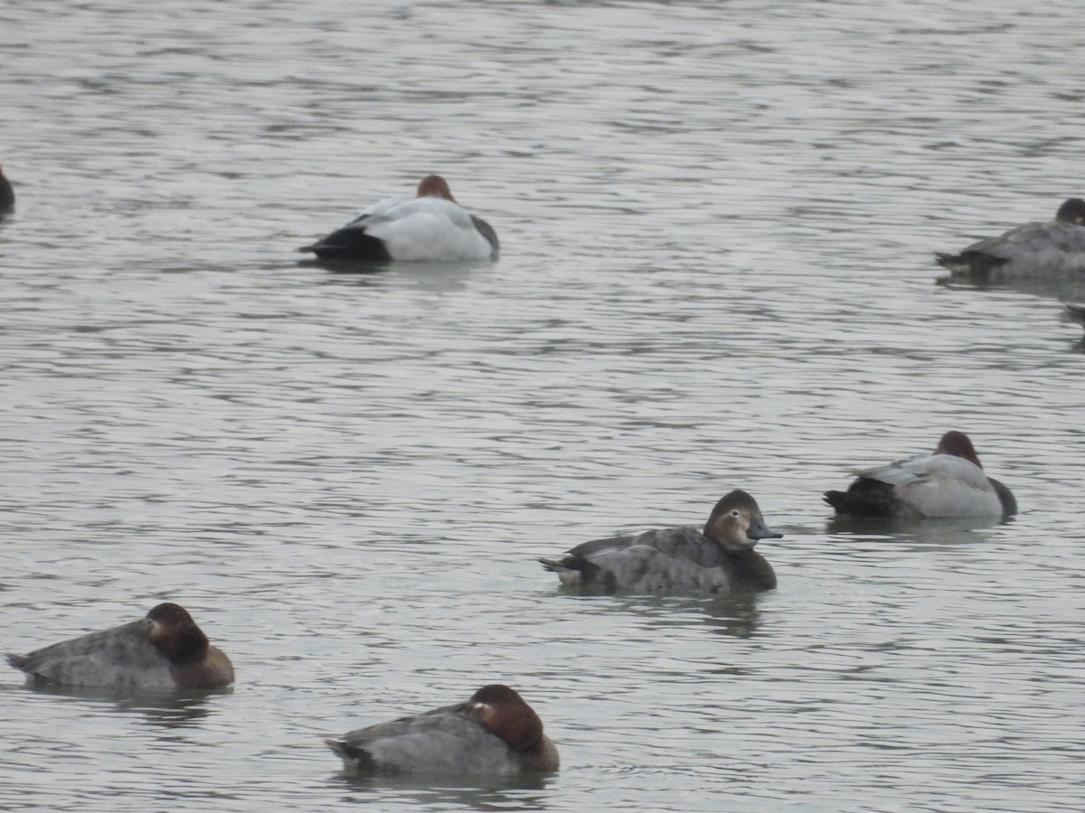 Common Pochard - ML628009670