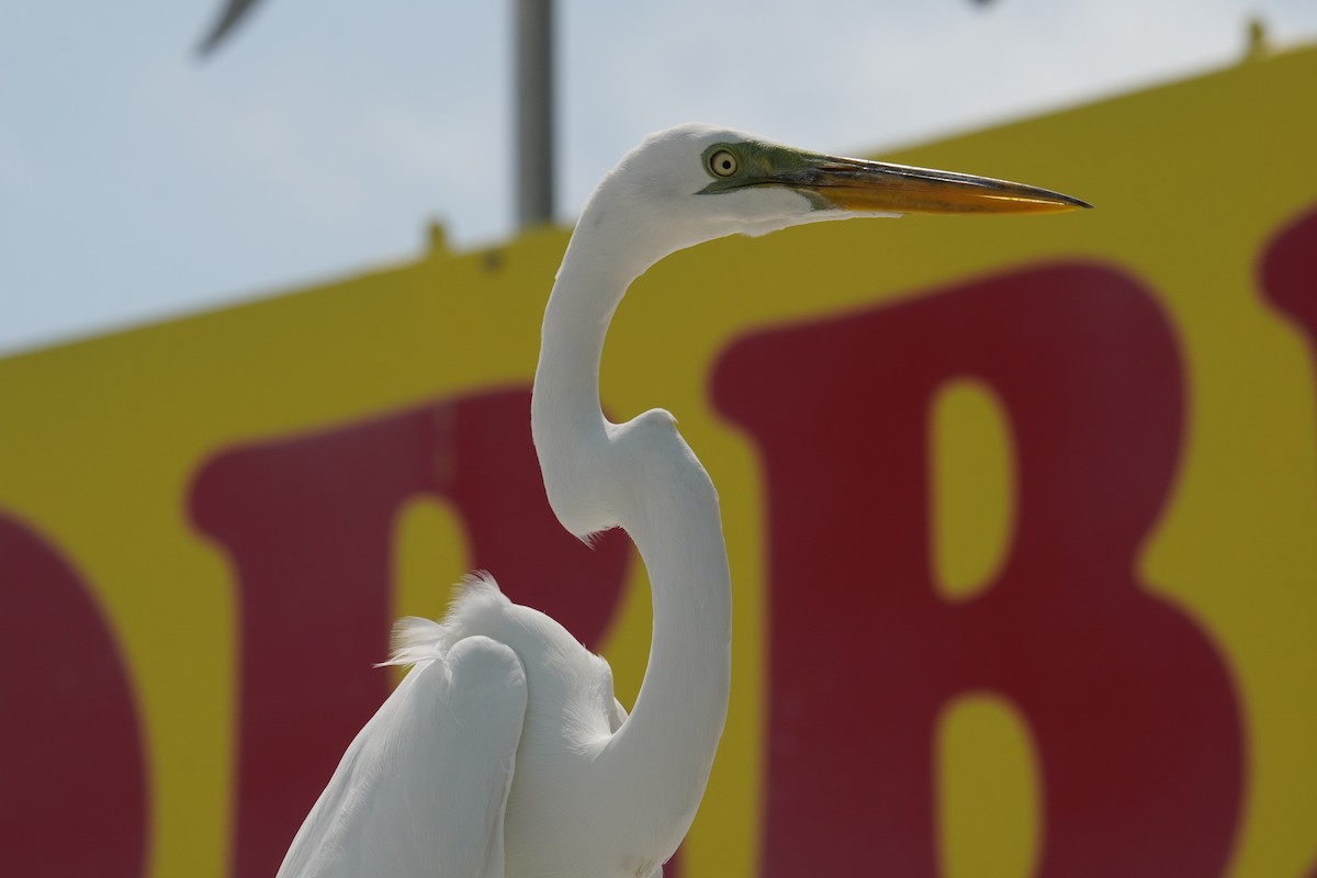 Great Egret - ML628009752