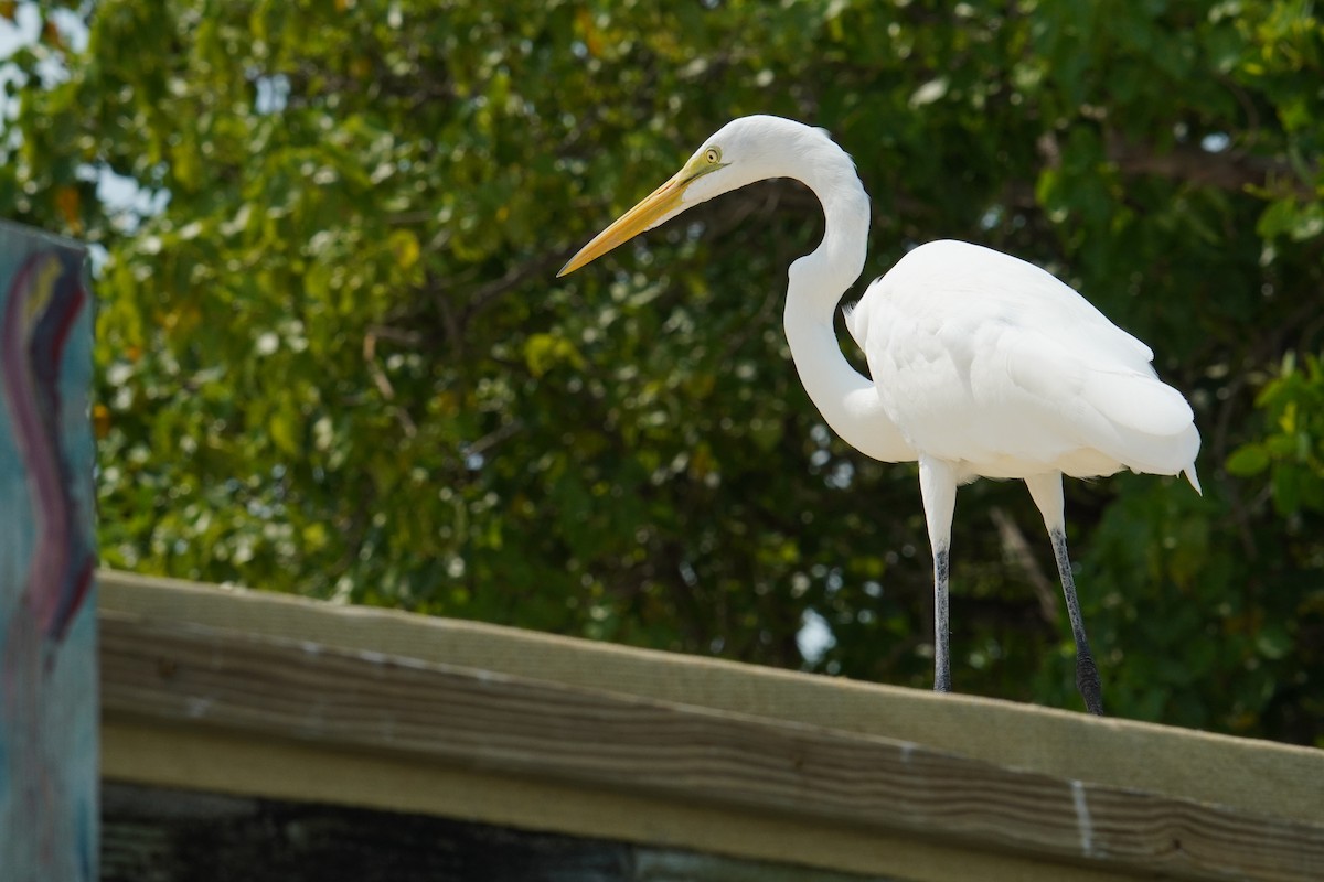 Great Egret - ML628009753