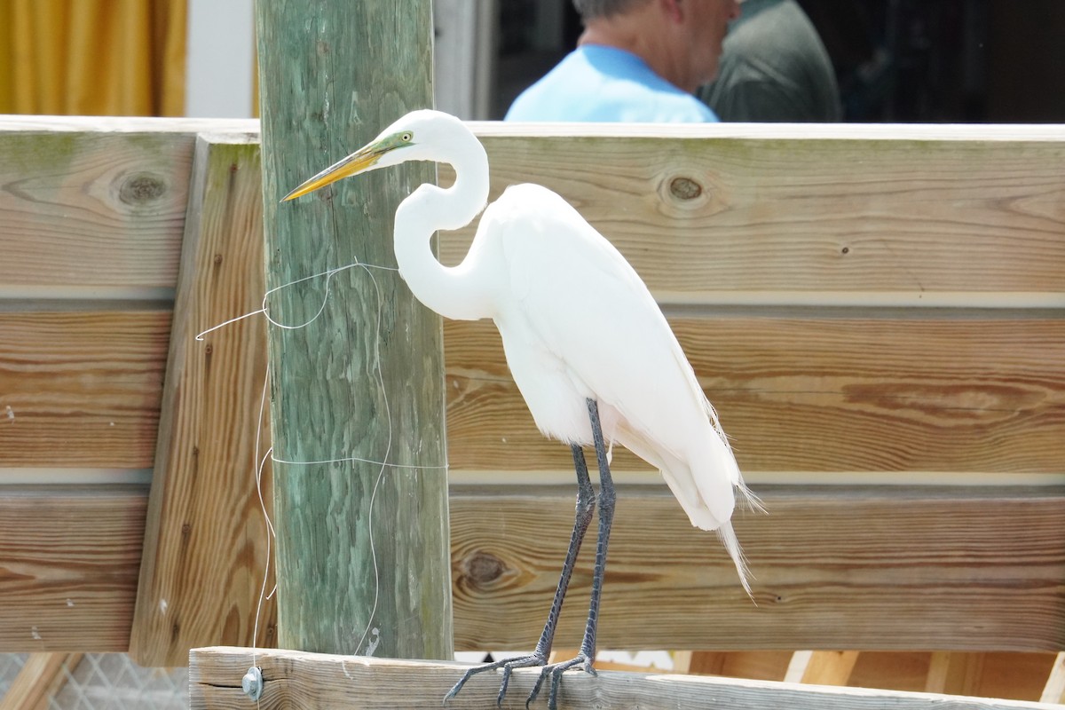 Great Egret - ML628009754