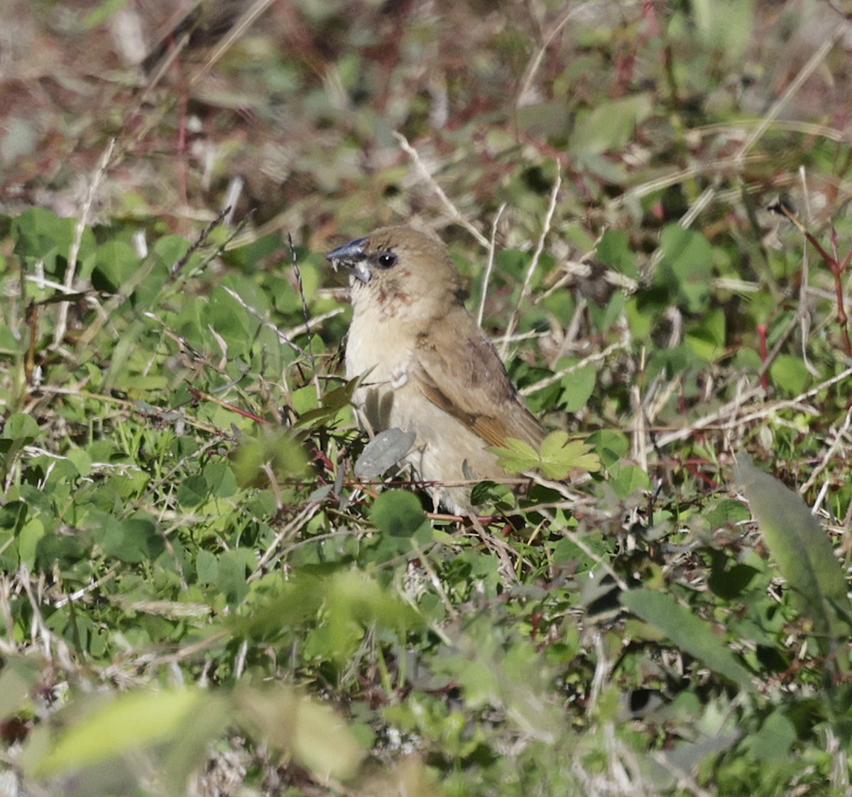 Scaly-breasted Munia - ML628009780