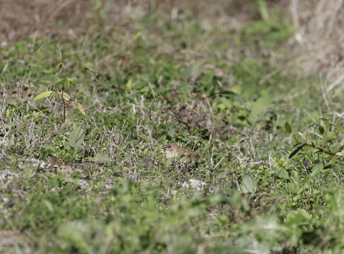 Scaly-breasted Munia - ML628009781