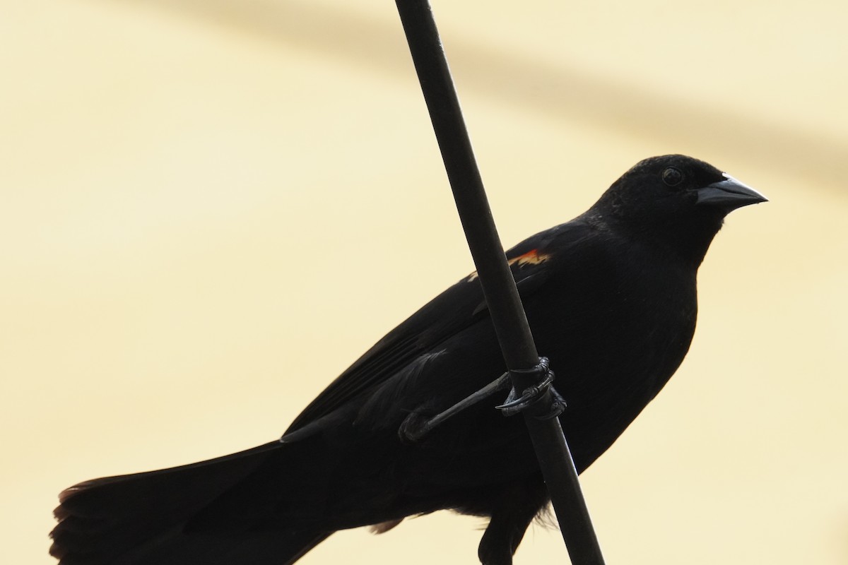 Red-winged Blackbird - ML628009783