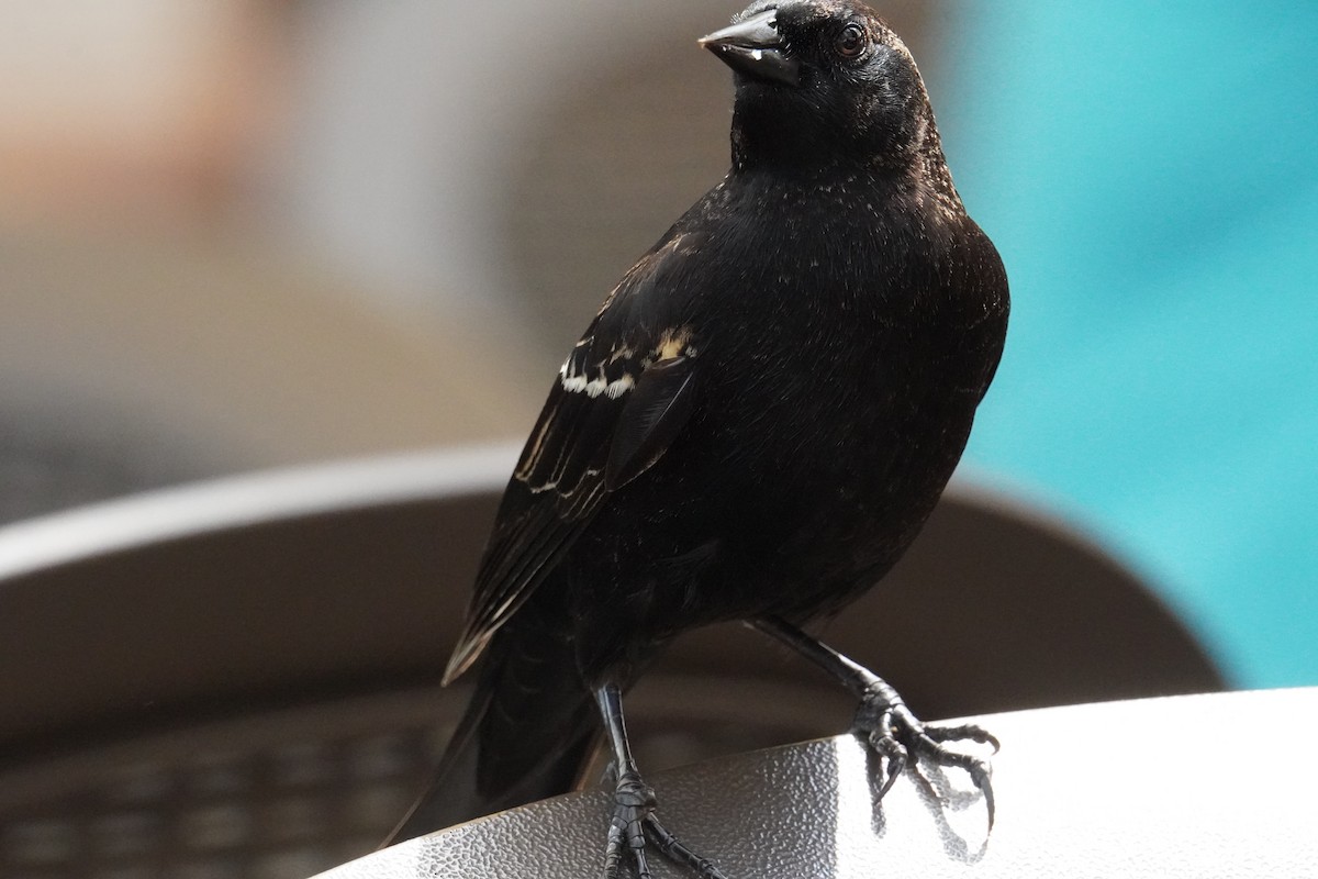 Red-winged Blackbird - ML628009786