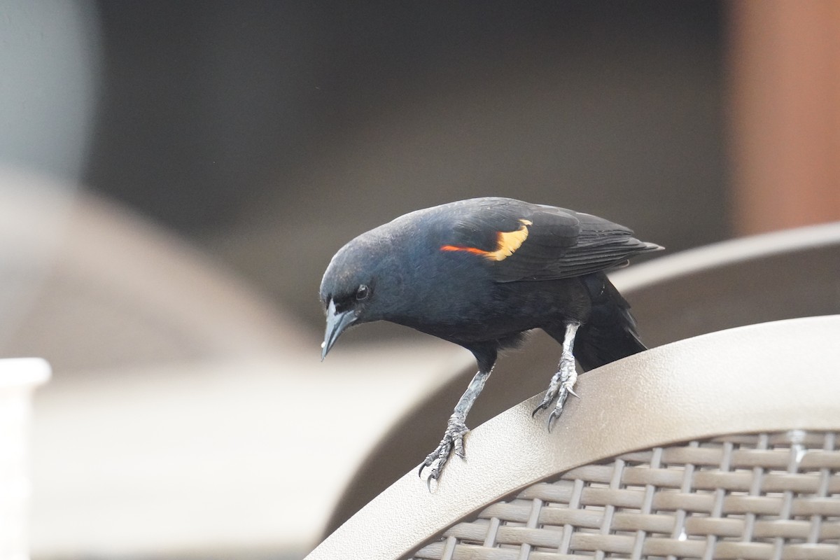 Red-winged Blackbird - ML628009796