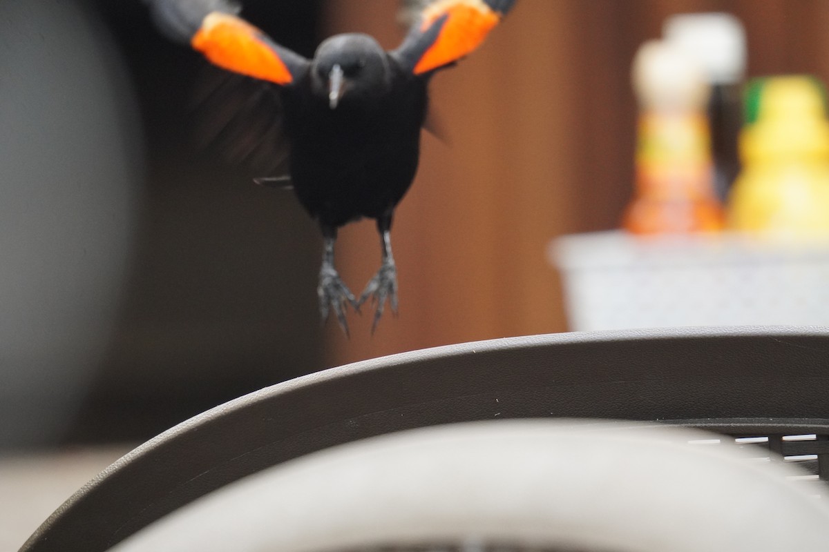 Red-winged Blackbird - ML628009797