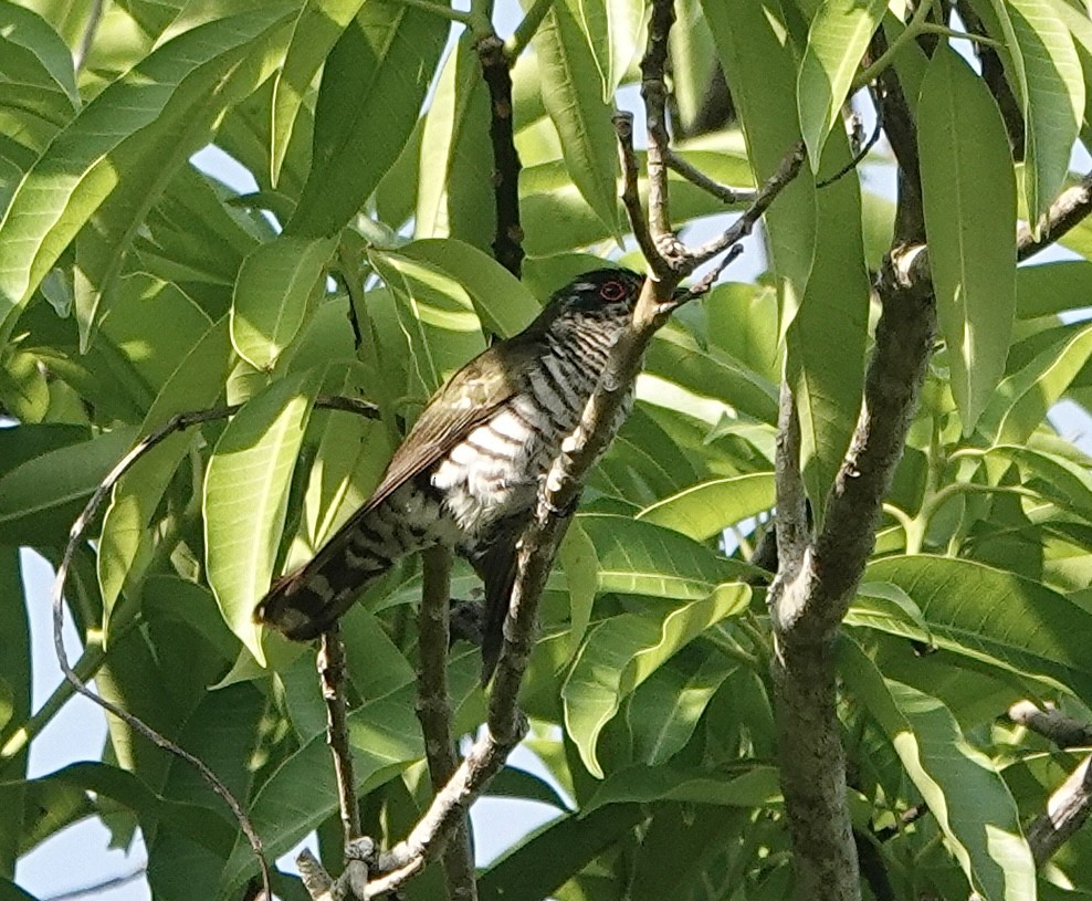 Little Bronze-Cuckoo (Banda) - ML628009832