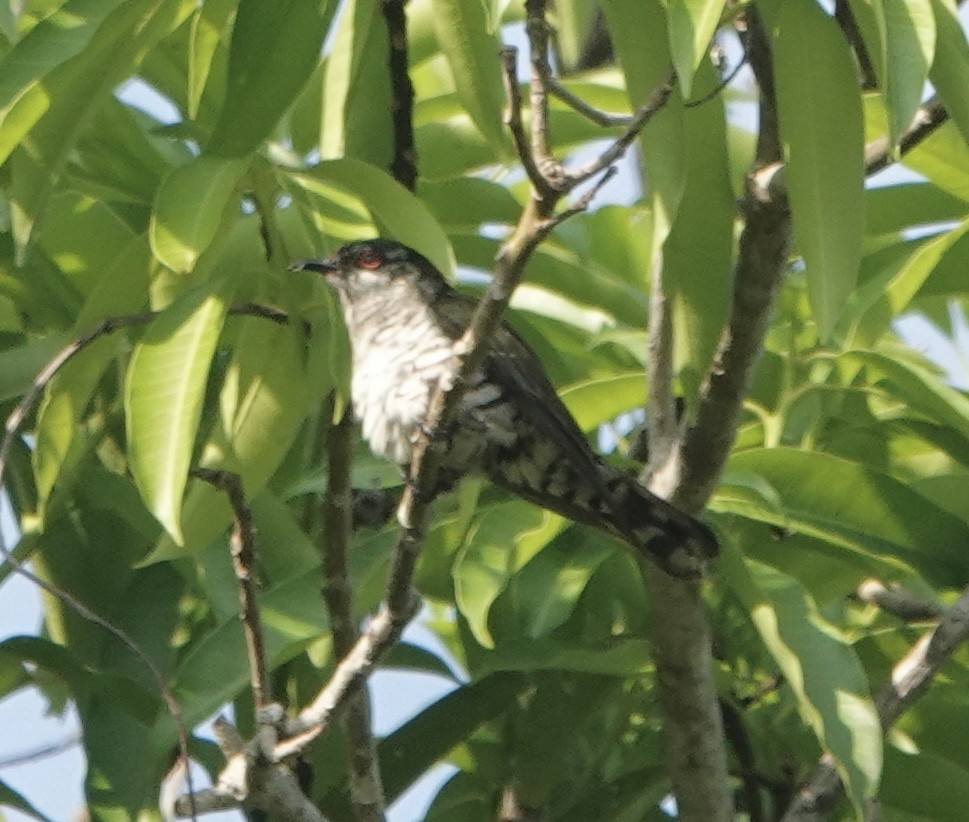Little Bronze-Cuckoo (Banda) - ML628009833