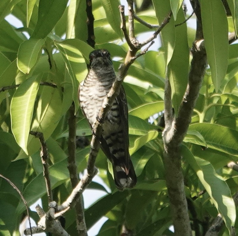 Little Bronze-Cuckoo (Banda) - ML628009834