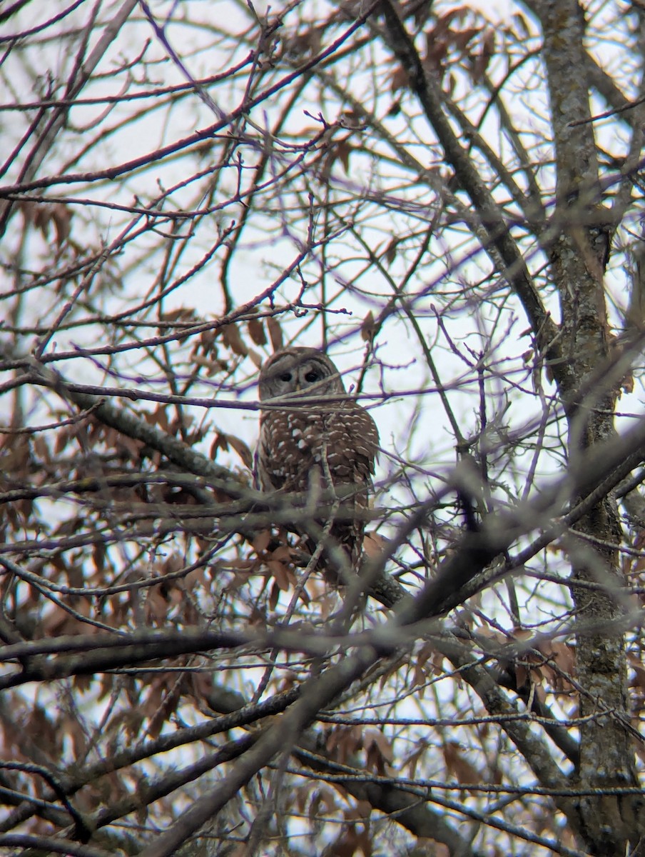 Barred Owl - ML628009838