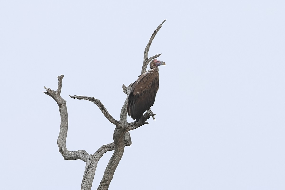 Lappet-faced Vulture - ML628009950