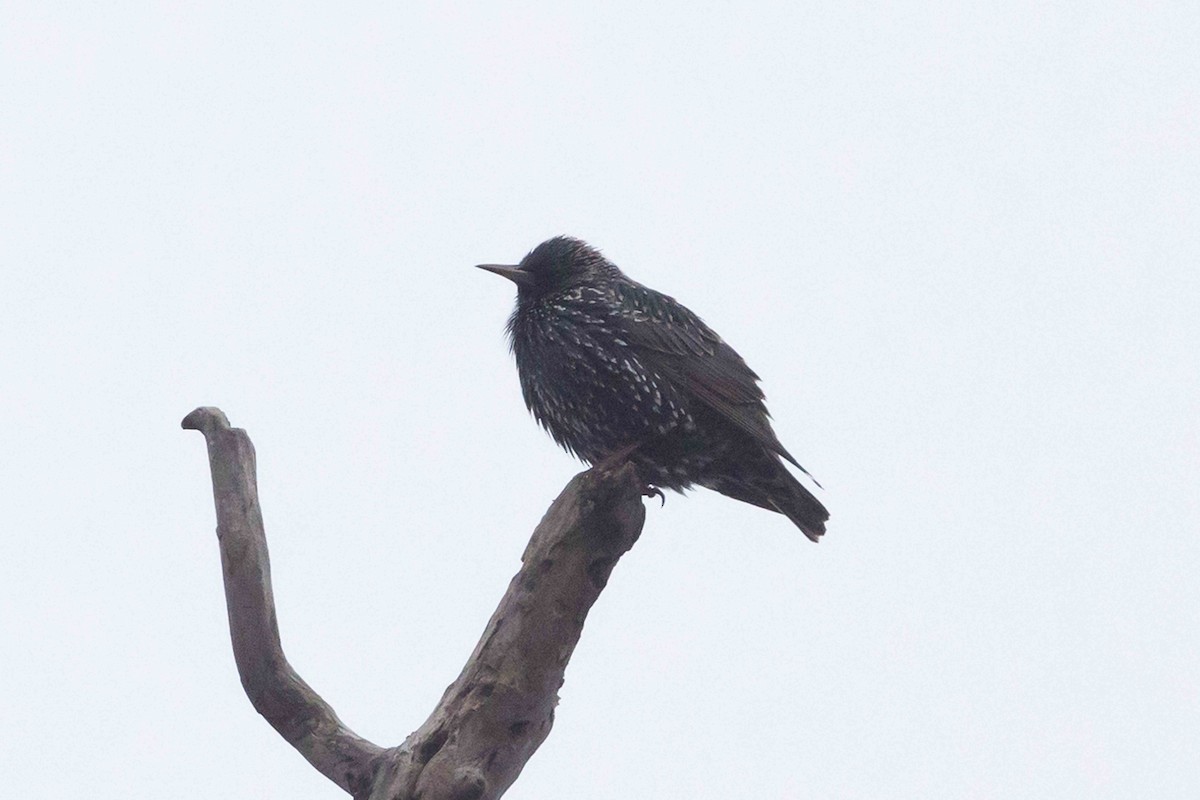 European Starling - ML628009967