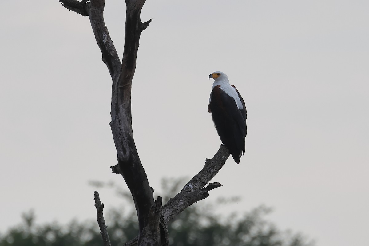 African Fish-Eagle - ML628009977