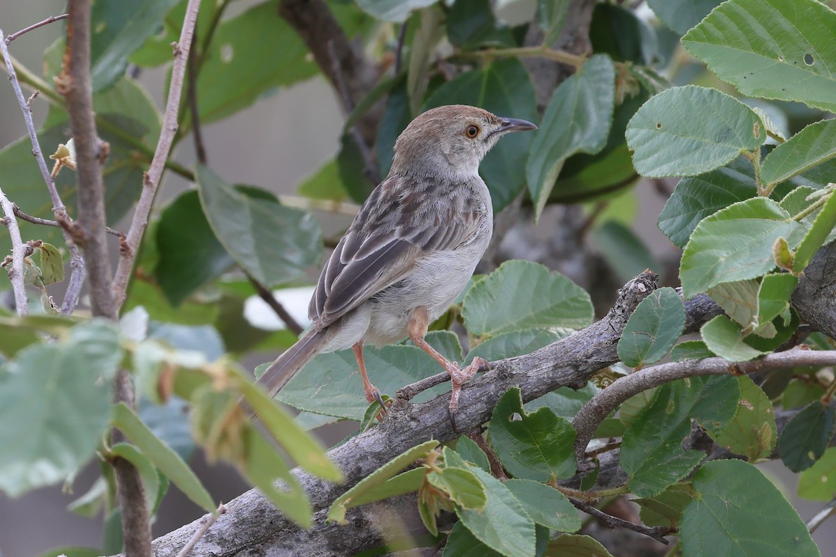 Rattling Cisticola - ML628009997