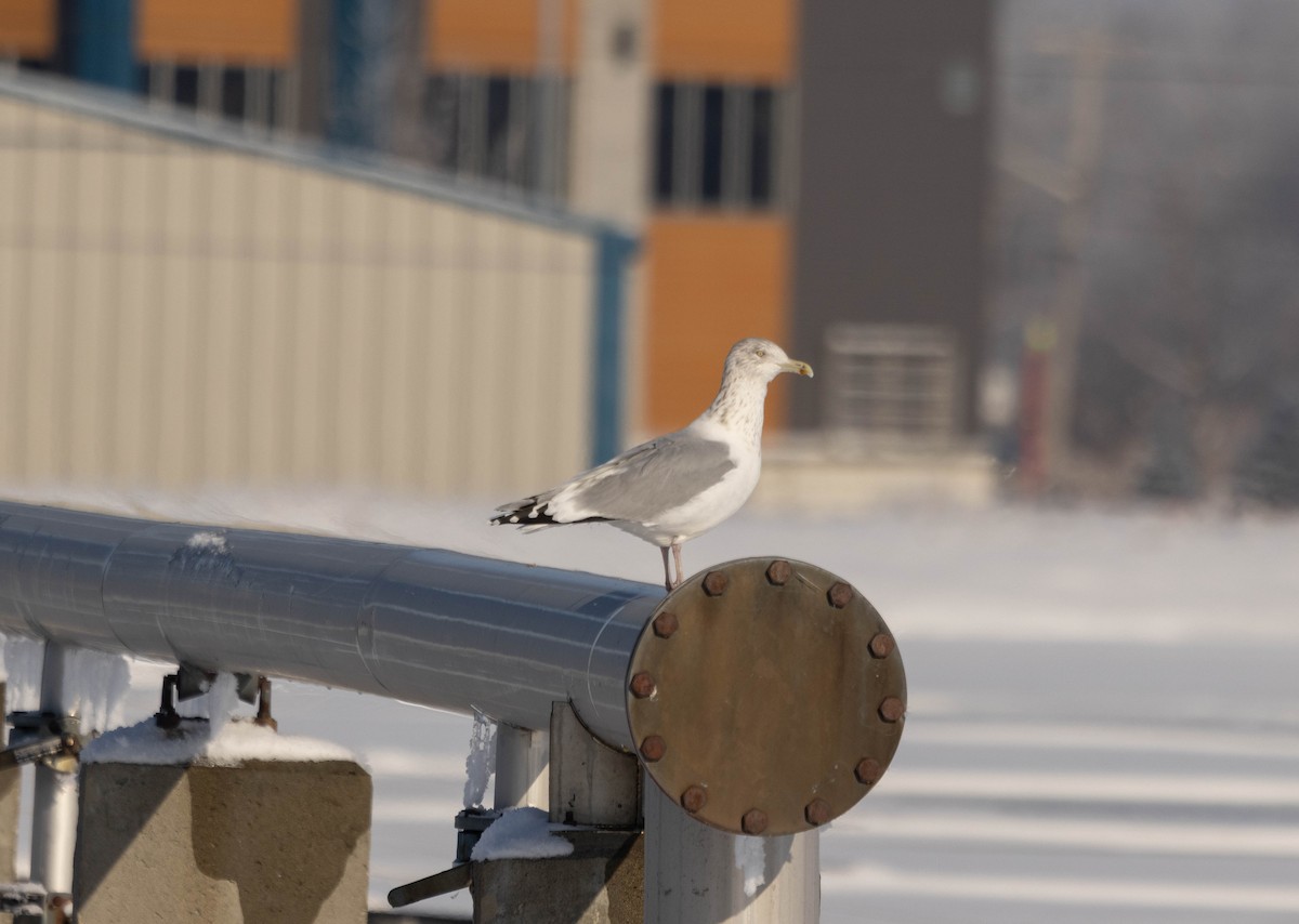 American Herring Gull - ML628010109