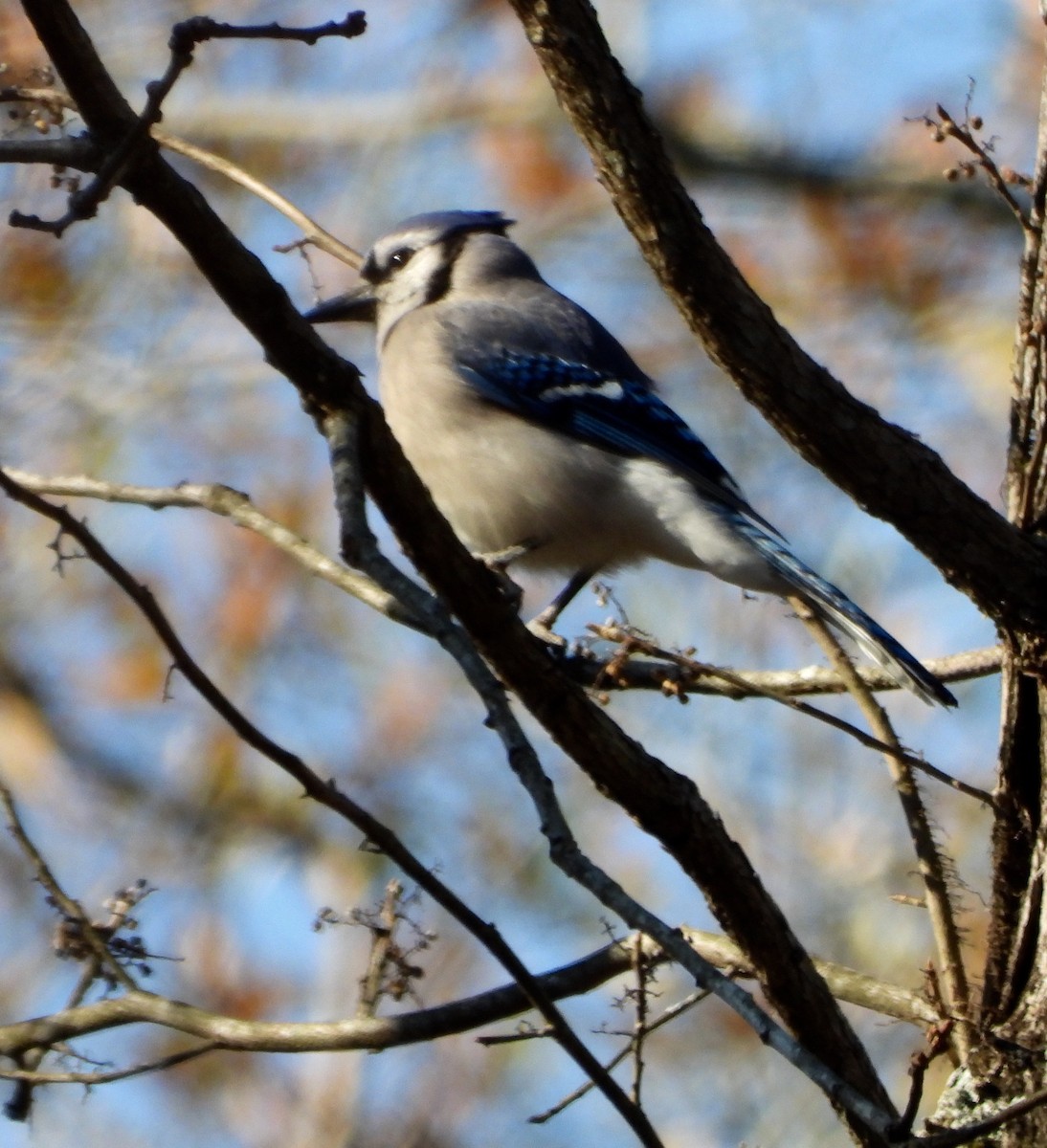 Chara Azul - ML628010215