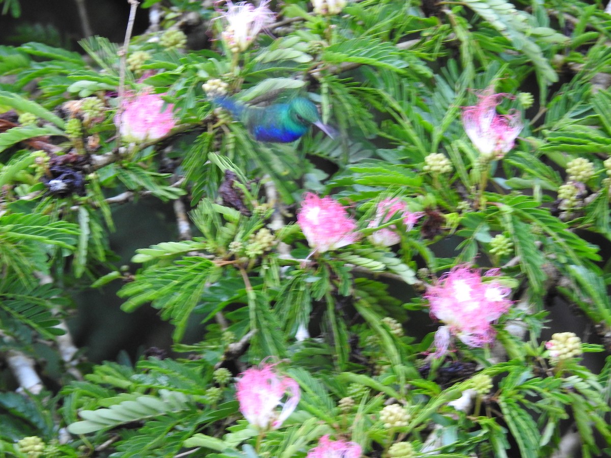 Violet-bellied Hummingbird - ML628010280