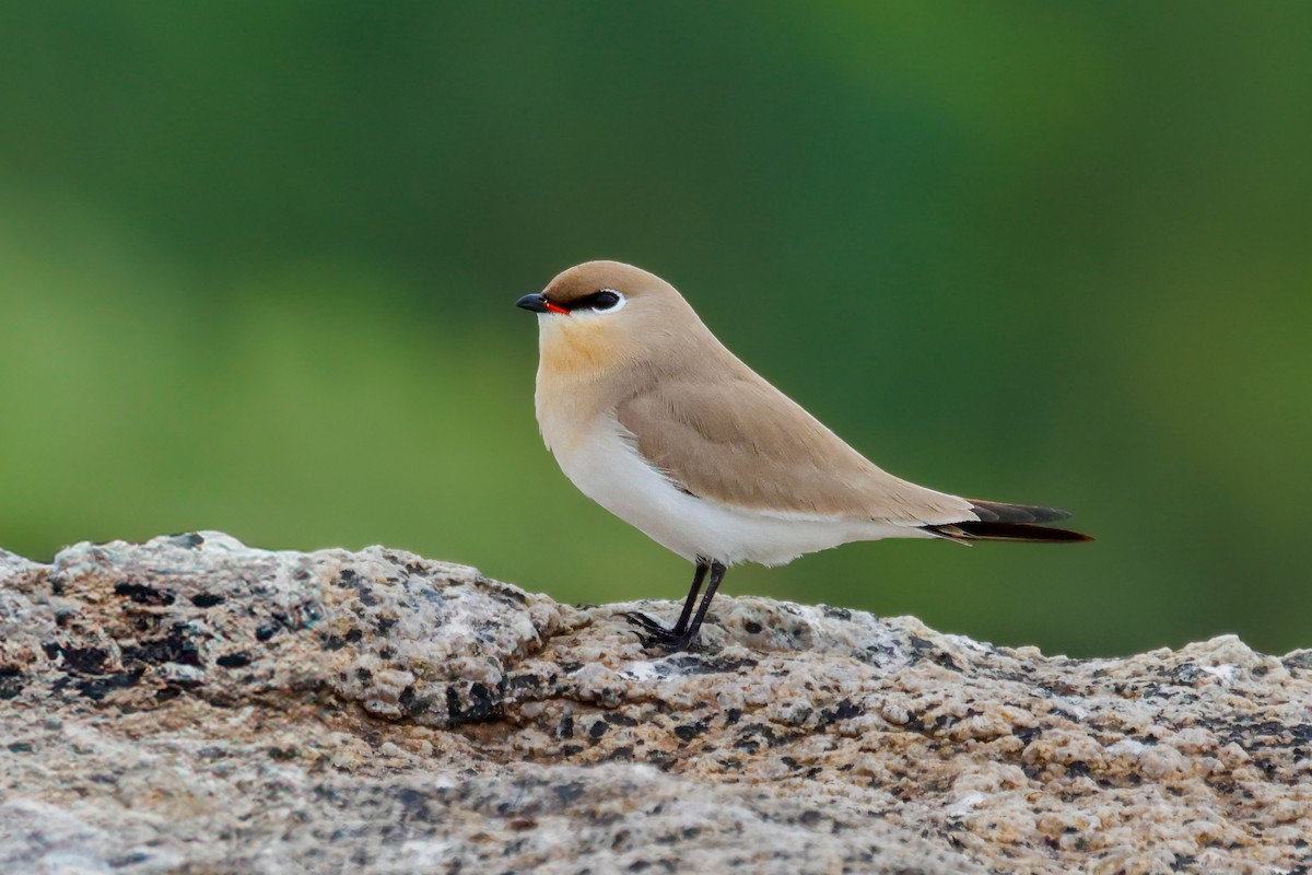 Small Pratincole - ML628010291