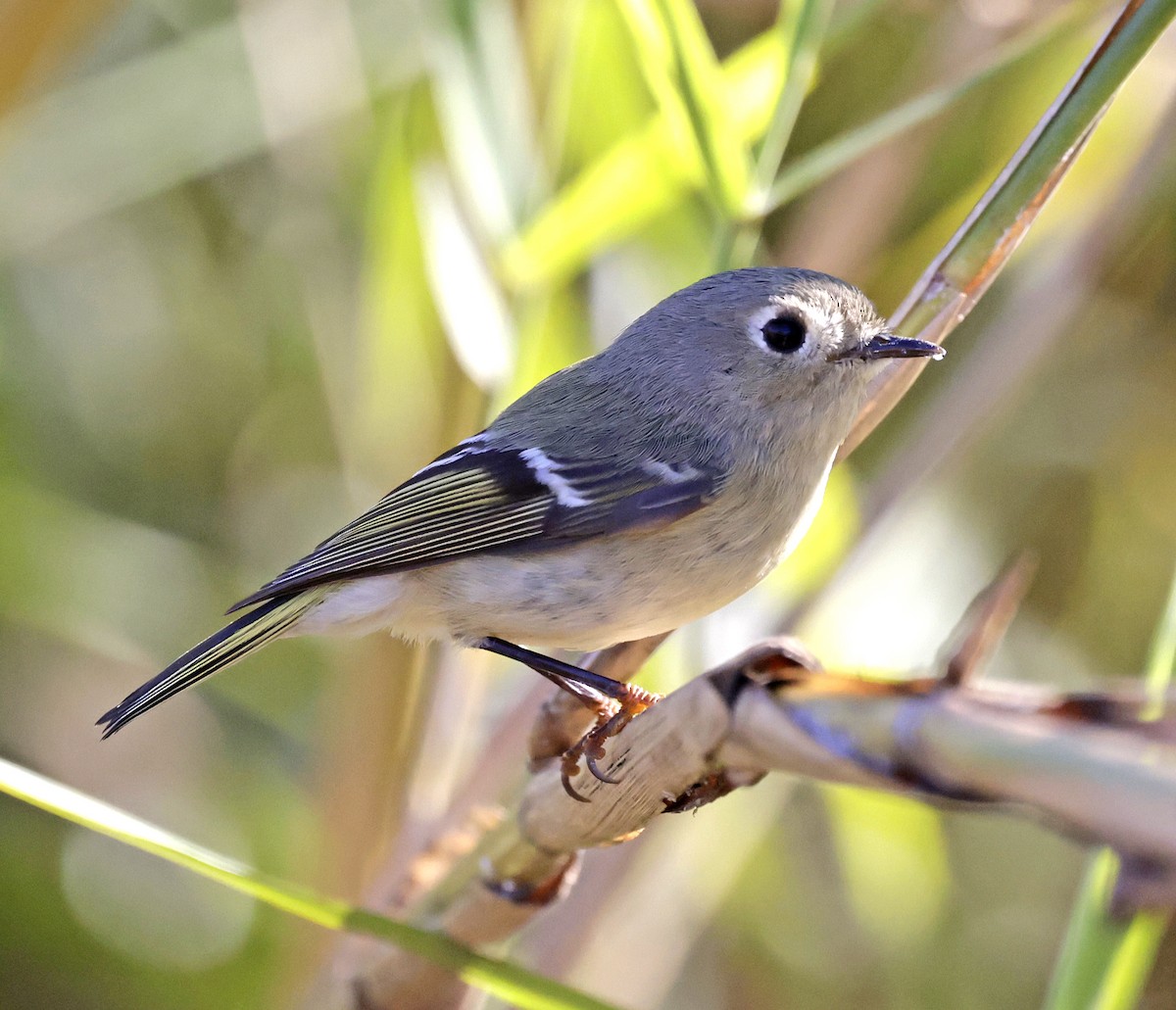 Ruby-crowned Kinglet - ML628010344