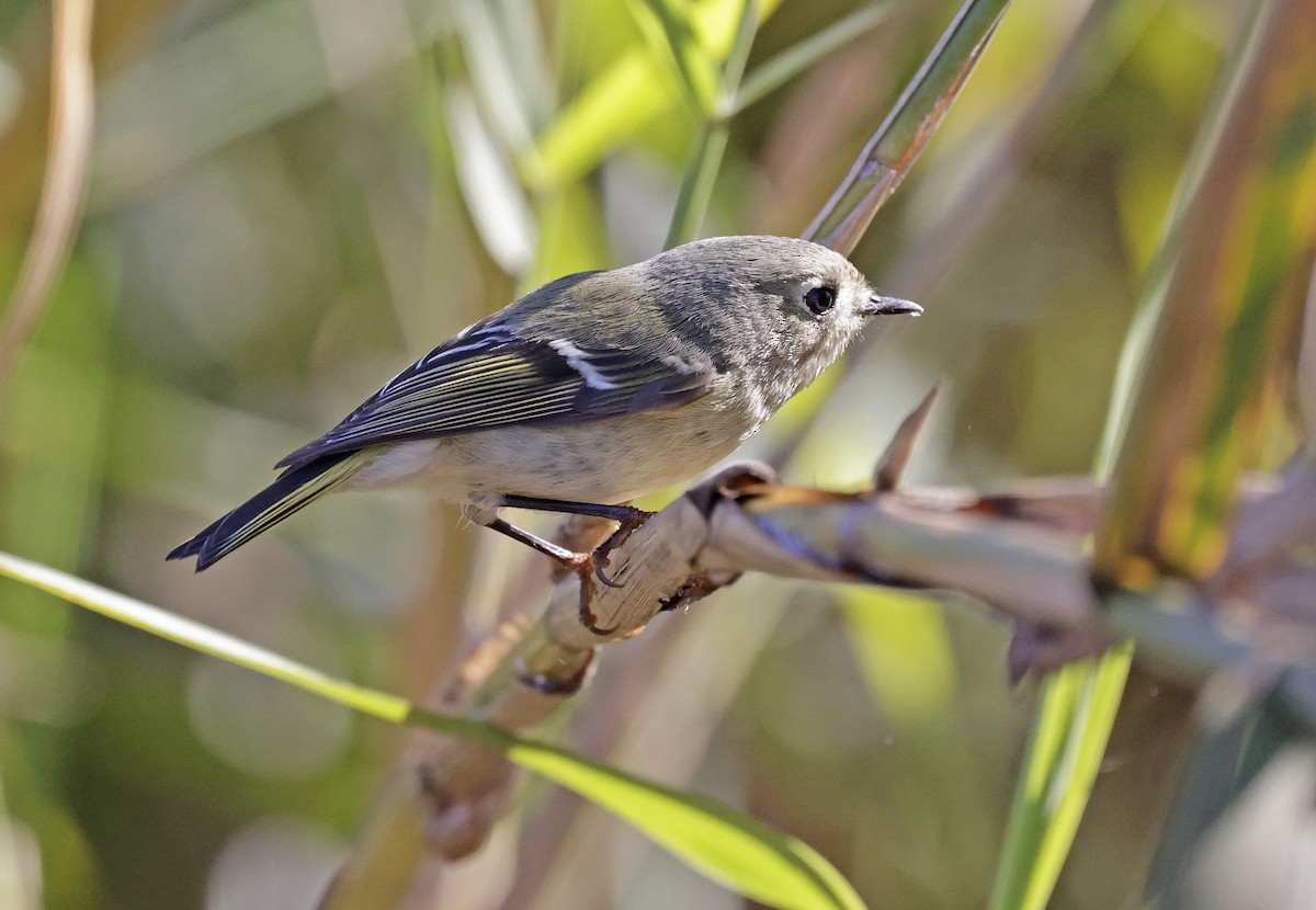 Ruby-crowned Kinglet - ML628010345