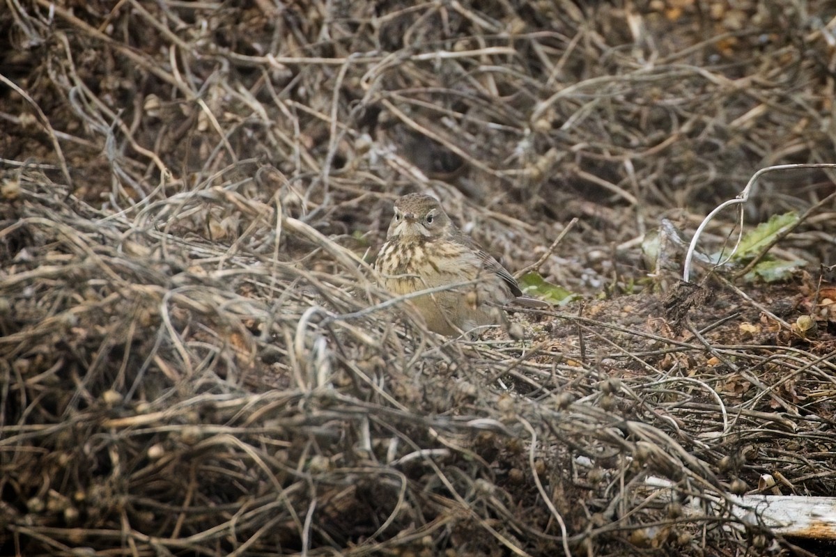 American Pipit - ML628010392