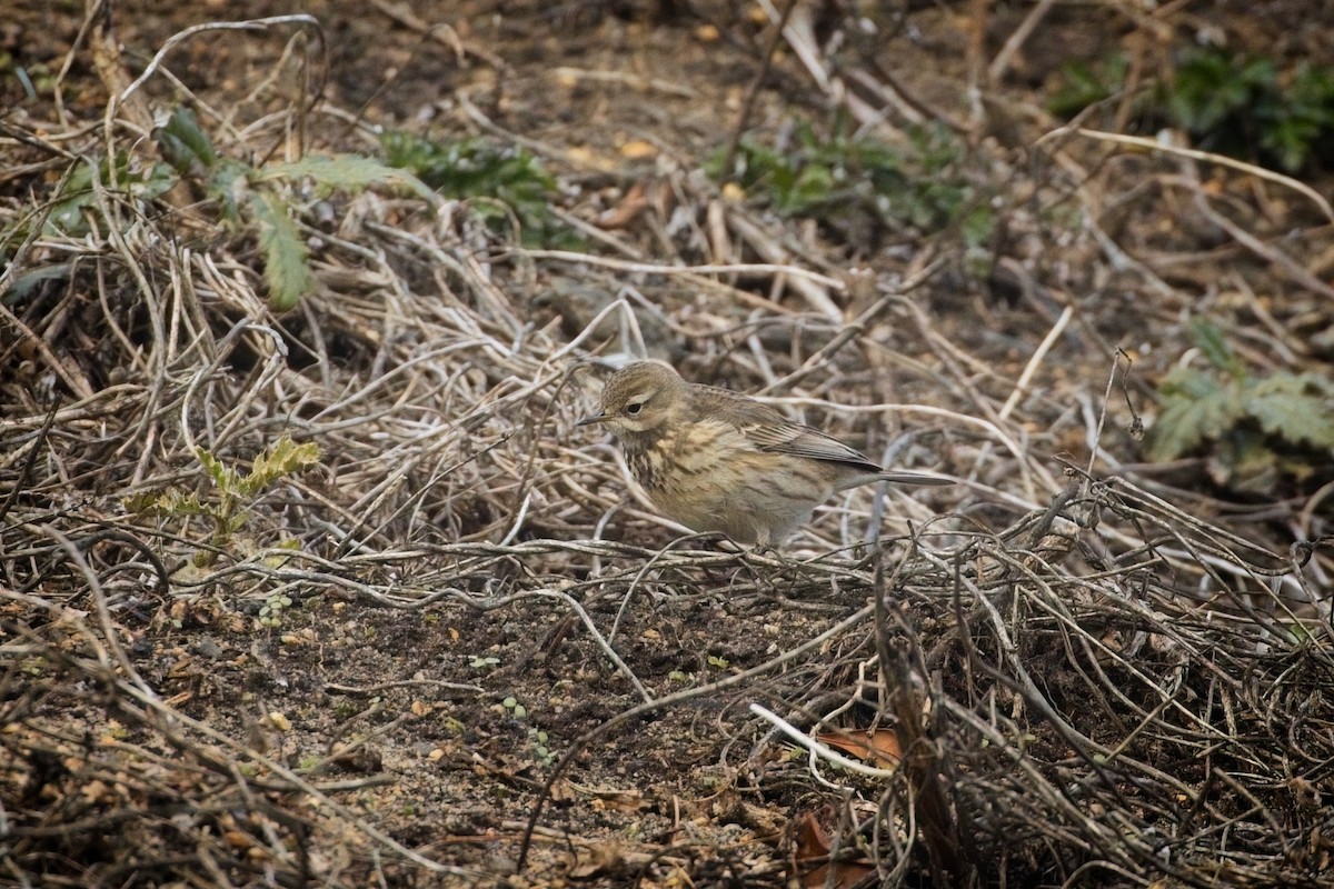 American Pipit - ML628010393