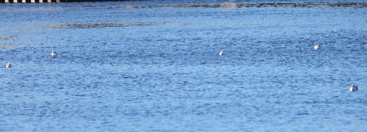 Ring-billed Gull - ML628010400