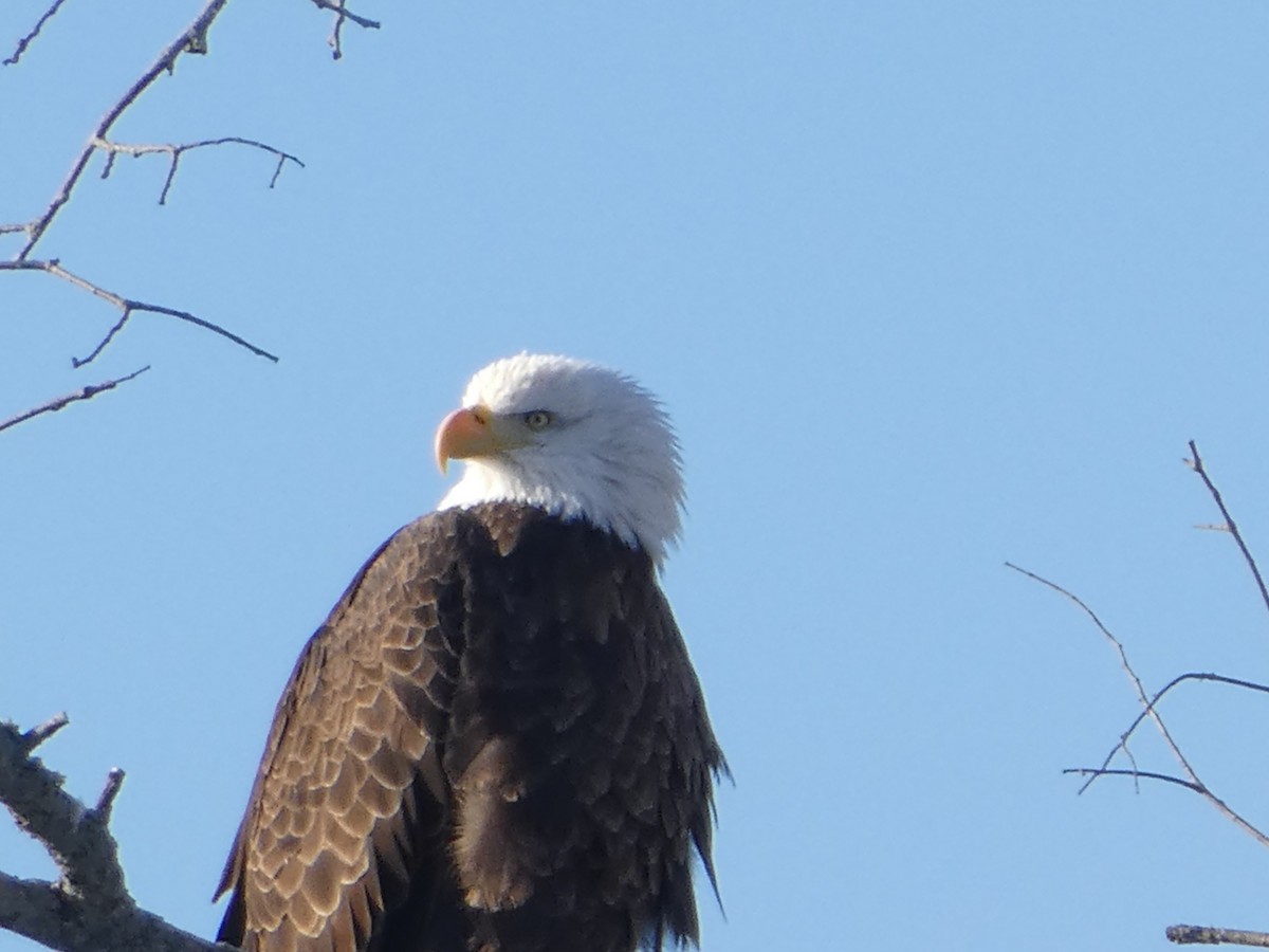 Bald Eagle - ML628010417