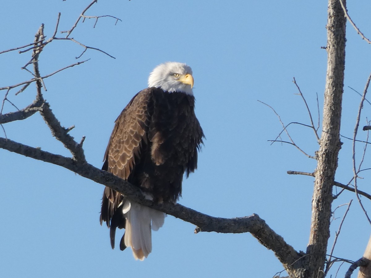 Bald Eagle - ML628010421