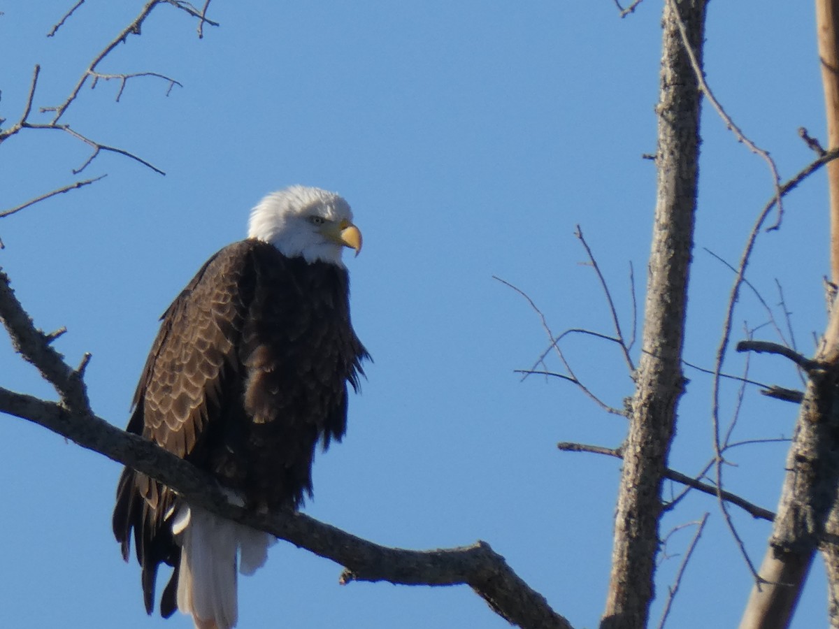 Bald Eagle - ML628010422