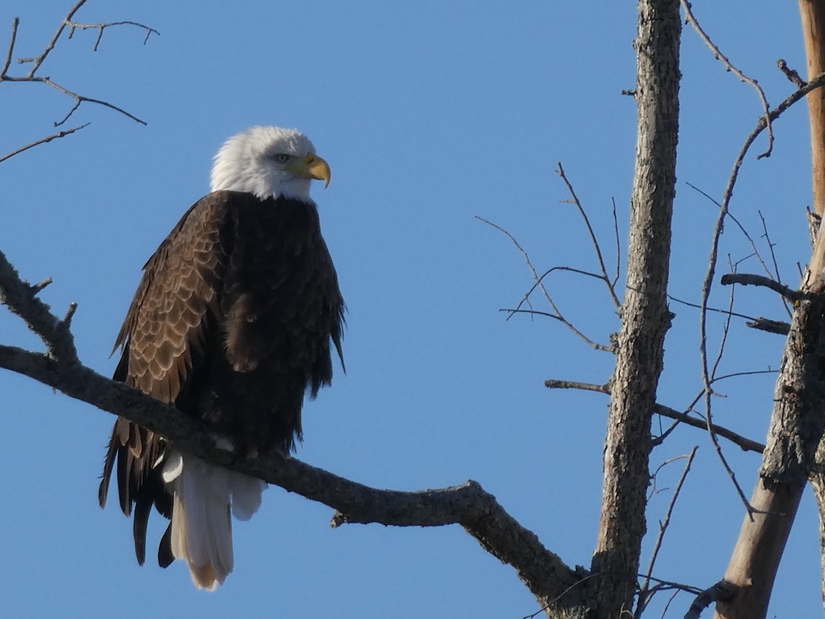 Bald Eagle - ML628010423