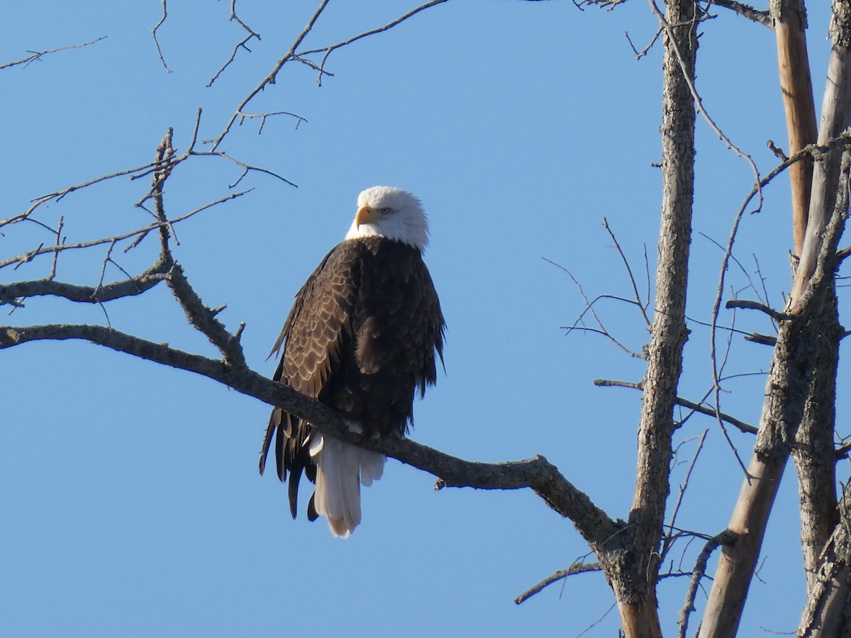 Bald Eagle - ML628010424