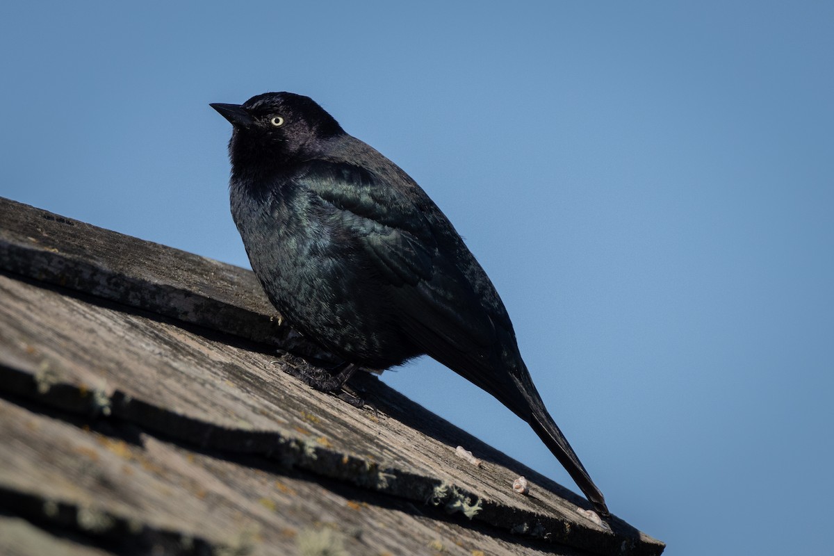 Brewer's Blackbird - ML628010432