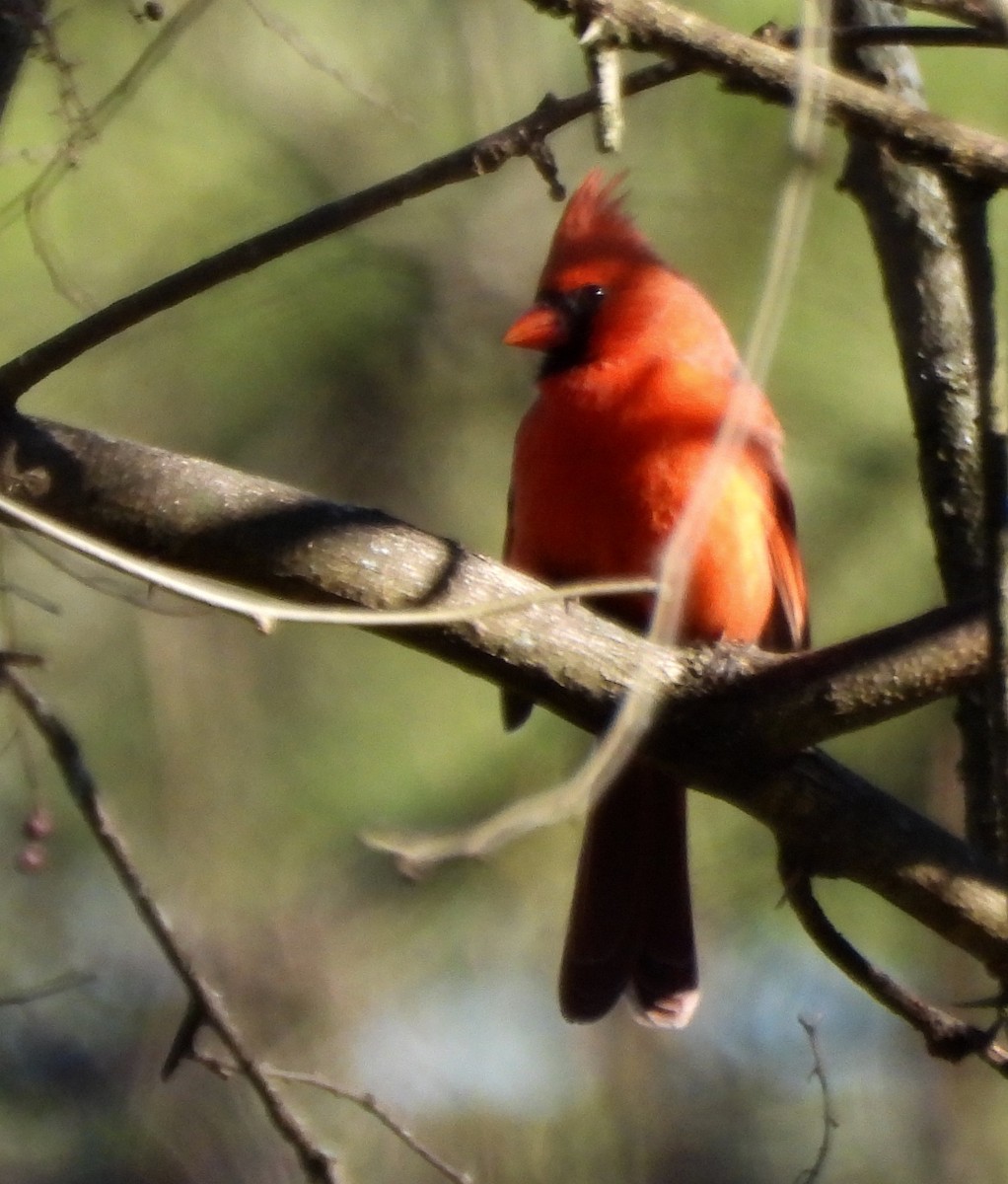 Cardenal Norteño - ML628010496