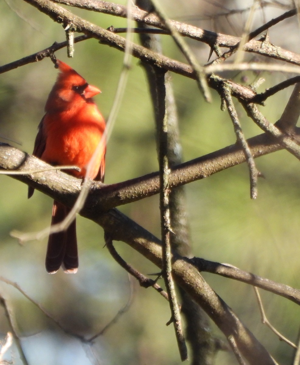 Cardenal Norteño - ML628010497