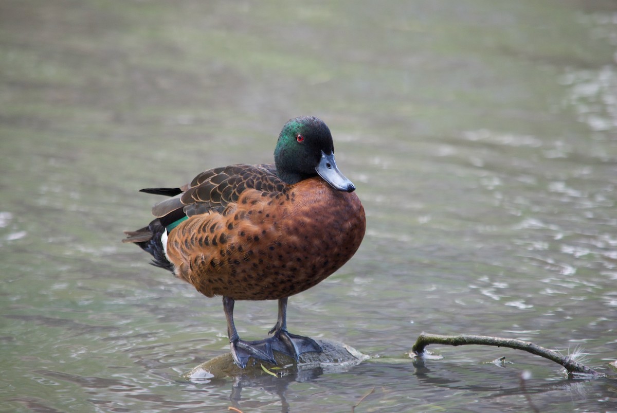 Chestnut Teal - ML628010526