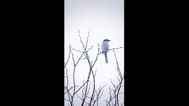 ťuhýk severní - ML628010545