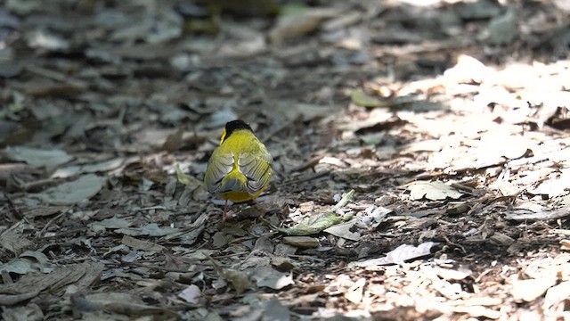 hetteparula - ML628010547